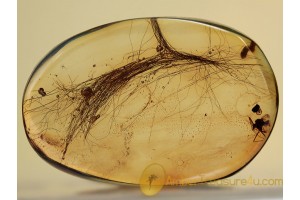 MAMMALIAN HAIR strand BUNCH in BALTIC AMBER 1093