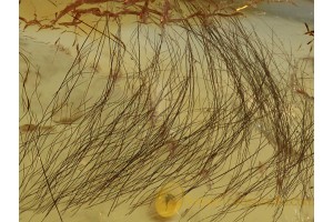 MAMMALIAN HAIR strand BUNCH in BALTIC AMBER 1215