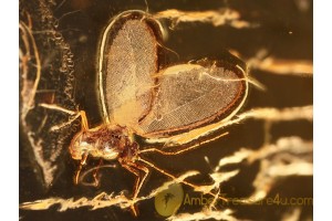 MATSUCOCCIDAE COCCID in Genuine BALTIC AMBER 958