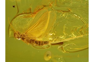 MAYFLY Ephemeroptera & SALTICID Jumping SPIDER in BALTIC AMBER