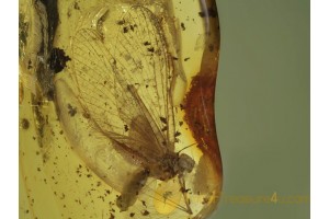 MAYFLY Ephemeroptera in BALTIC AMBER 419