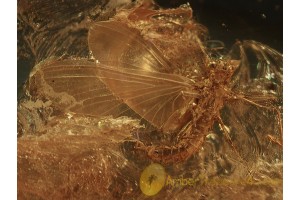 MAYFLY Ephemeroptera Inclusion in BALTIC AMBER 939