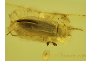 MELANDRYIDAE False Darkling BEETLE in BALTIC AMBER 292