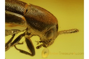 MELANDRYIDAE False Darkling BEETLE in BALTIC AMBER 572