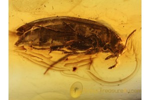 MELANDRYIDAE False Darkling BEETLE in BALTIC AMBER 752