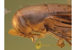 MELANDRYIDAE Superb False Darkling BEETLE in BALTIC AMBER 465