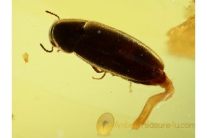 MELANDRYIDAE Superb False Darkling BEETLE in BALTIC AMBER 523