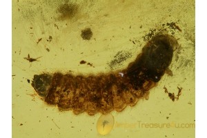 MELYRIDAE Large Nice LARVAE in BALTIC AMBER 500