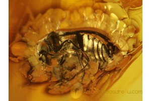 MELYRIDAE Soft-Wing Flower BEETLE in BALTIC AMBER 402