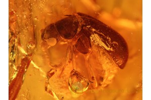 MELYRIDAE Soft-Wing Flower Beetle in BALTIC AMBER 931