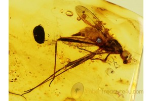 MICROPEZIDAE Giant Stilt-Legged fly in BALTIC AMBER 333