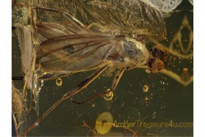 MICROPEZIDAE Giant Great Stilt-Legged fly BALTIC AMBER 414