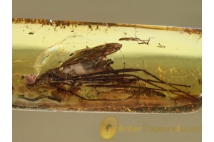 MICROPEZIDAE Large Stilt-Legged fly & More in BALTIC AMBER 707