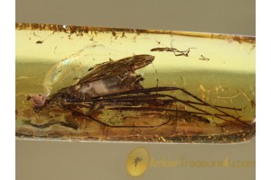 MICROPEZIDAE Large Stilt-Legged fly & More in BALTIC AMBER 707