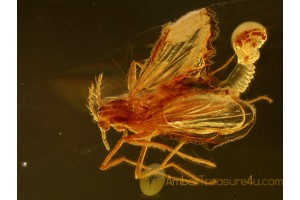 MIDGE Laying EGGS in Genuine BALTIC AMBER 736