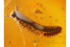 MILLIPEDE DIPLOPODA  in BALTIC AMBER 230