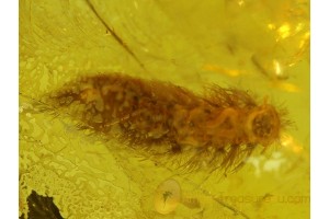 MILLIPEDE w PREY or PARASITIC WORM in BALTIC AMBER 66