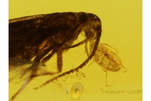 MITE Suck to MOTH Moutparts in BALTIC AMBER 318