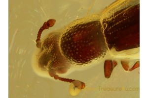 MONOTOMIDAE Root-Eating Beetle  in BALTIC AMBER 663