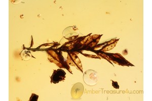 MOSS TWIG Inclusion in BALTIC AMBER 797