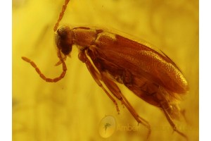 MOTH LEPIDOPTERA EGGS & SCRAPTIID BEETLE in BALTIC AMBER 220