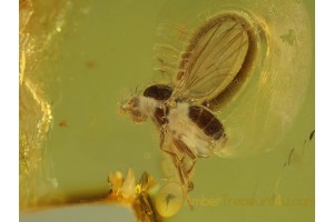 MUSCOID FLY Inclusion in Genuine BALTIC AMBER