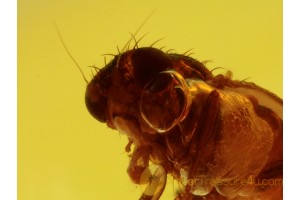 MUSCOID FLY Inclusion in Genuine BALTIC AMBER 379