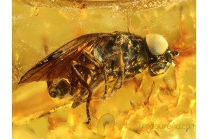MUSCOID FLY Inclusion in Genuine BALTIC AMBER 710