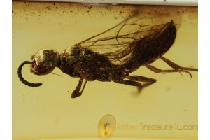 MUTILLIDAE WASP Inclusion Genuine BALTIC AMBER 410