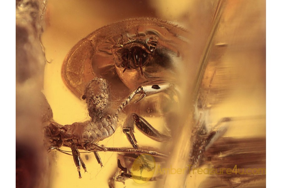 MUTUALISM Ant Carries APHID in BALTIC AMBER 1224