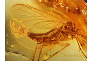 MYCETOPHILIDAE EXCLUDES GAS BUBBLES in BALTIC AMBER 666