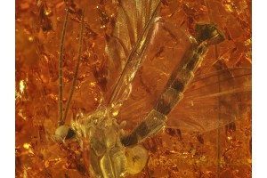 MYCETOPHILIDAE Large Great FUNGUS GNAT in BALTIC AMBER 547