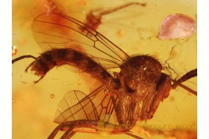 MYCETOPHILIDAE Superb FUNGUS GNAT in BALTIC AMBER 855