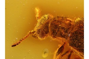 MYCTERIDAE Eurypinae Flower Beetle in BALTIC AMBER 680