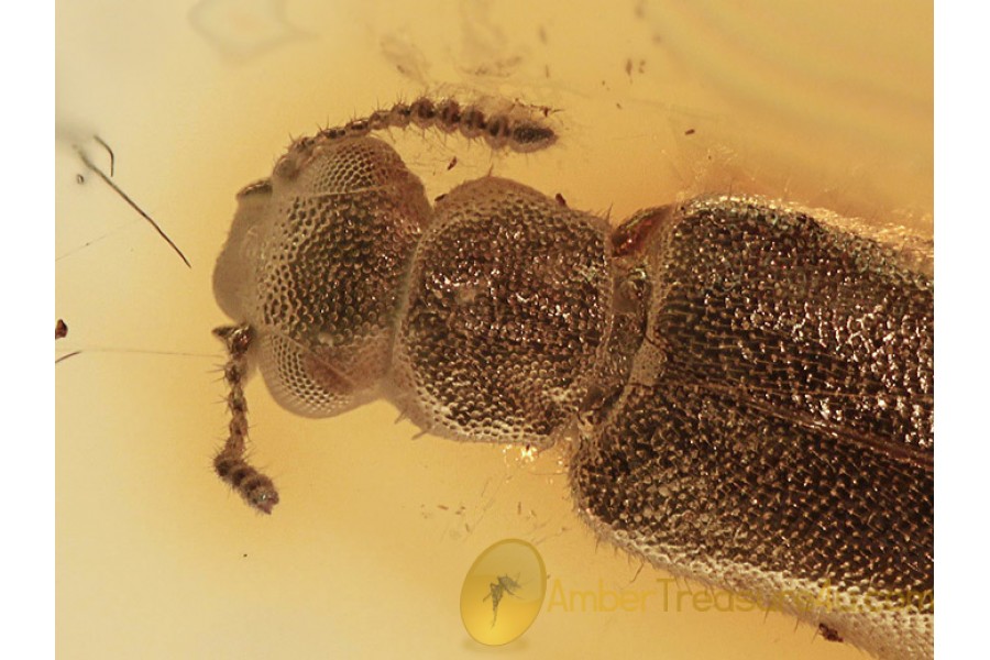 MYCTERIDAE Eurypinae Flower Beetle BALTIC AMBER 1069