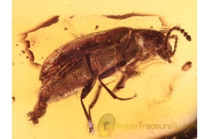 MYCTERIDAE Flower Beetle Inclusion in BALTIC AMBER 994