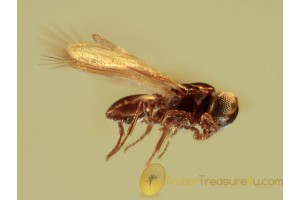 MYMARIDAE Tiny WASP Inclusion BALTIC AMBER 1132