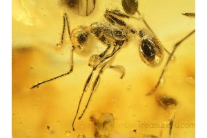 MYRMICINAE Rare ANT & More in BALTIC AMBER 724