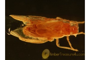 Malthininae CANTHARIDAE Soldier Beetle Genuine BALTIC AMBER 805