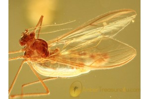 Great Meniscus Midge DIXIDAE in BALTIC AMBER 864