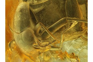 Mordellidae Large TUMBLING FLOWER BEETLE in BALTIC AMBER 684