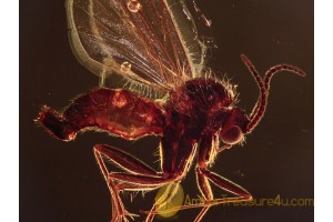 Mycetophilidae Perfect FUNGUS GNAT  in BALTIC AMBER 1028