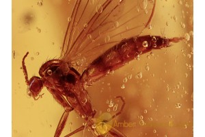 Mycetophilidae Synapha FUNGUS GNAT  in BALTIC AMBER 1205