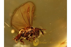 Myrmecolacidae Superb STREPSIPTERA & + in BALTIC AMBER 963