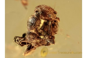 Myrmicinae SPINY ANT in BALTIC AMBER 1181