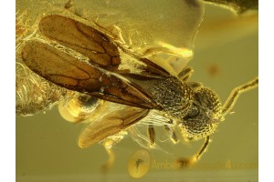 Myrmicini Great Looking Winged Ant in BALTIC AMBER 549