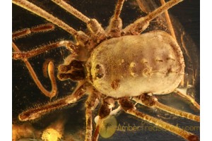 NEMASTOMATID HARVESTMEN OPILIONE in BALTIC AMBER  670