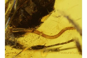 NEMATODA ROUND WORM & ANT in BALTIC AMBER 265