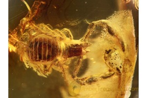 NEOBISIDAE Huge PSEUDOSCORPION in BALTIC AMBER 780