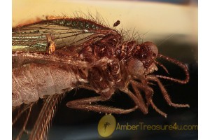 NEUROPTERA LACEWING in Genuine BALTIC AMBER 1096